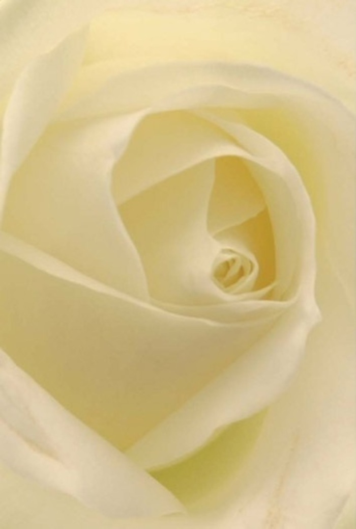Seen up close within the welcoming light of a Berkhamsted shopfront, this classic white rose captivates with its symphony of softness and layered perfection. Shades of white and gentle cream flow into one another, illuminated as if by the soft morning rays that filter through the trees of Ashridge Estate. Each petal is an elegant study in tranquility and resilience-flawless, smooth, and so delicately curved that it seems to glow from within. The spiraled core hints at purity, quiet strength, and the promise of new beginnings, recalling the heartfelt gestures exchanged on special occasions all across Berkhamsted. As a florist, I see this as the ultimate floral offering-equally suited for a joyful celebration, a moving tribute at St Peter's, or as the centrepiece of a wedding gathering at one of the town's heritage venues. Subtle variations in light and shadow play across the bloom, while a clean, soft fragrance seems to rise, filling the surrounding air with comfort and calm-a signature touch of local floral craftsmanship. This rose not only embodies sophistication, but speaks to the enduring connections and memories cherished within the Berkhamsted community.